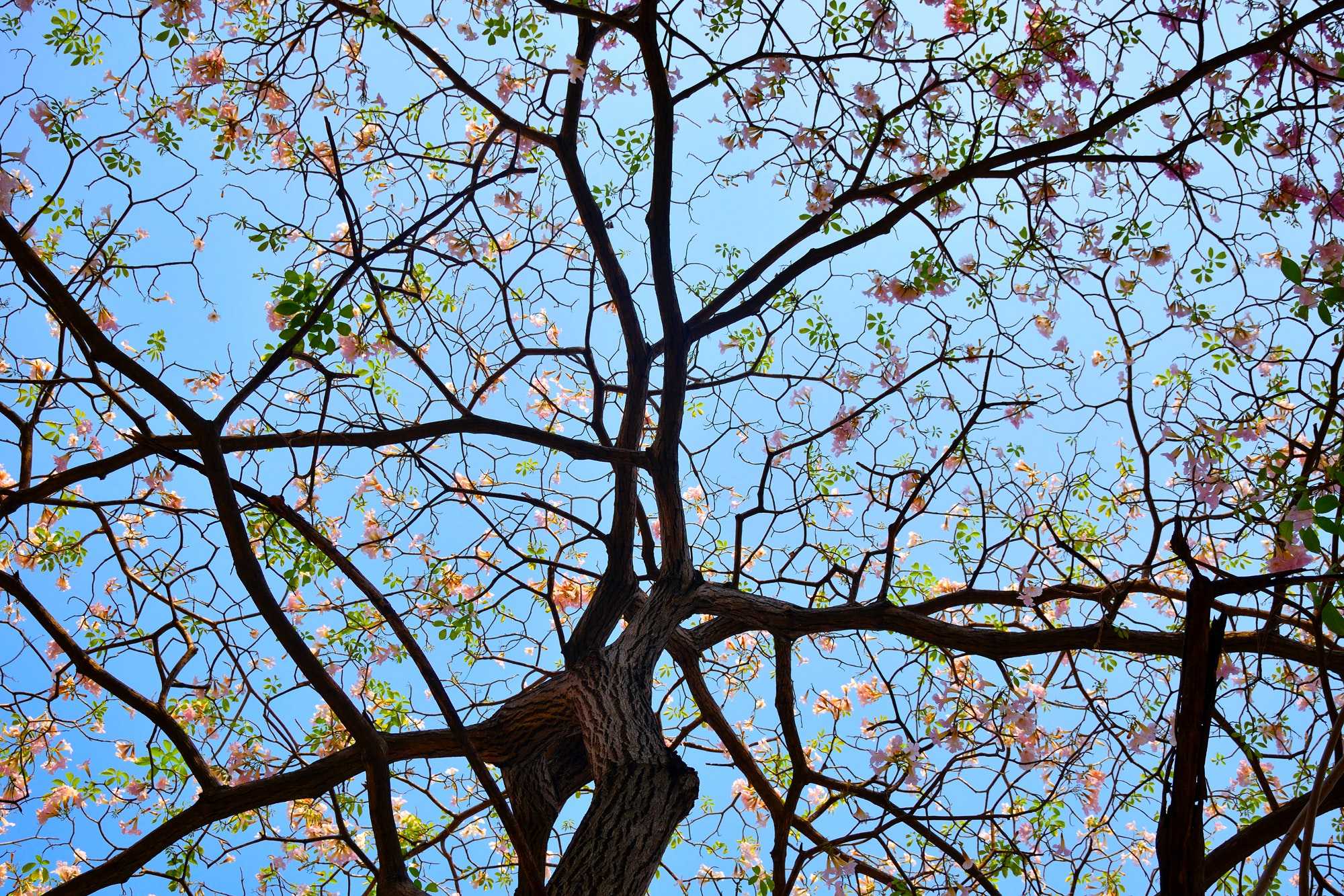 Baum